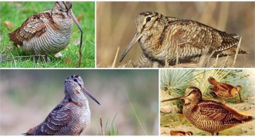 Co je to za sluka lesní a jak vypadá, lokalita a čím se živí